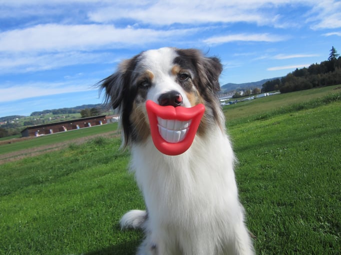 Hundeplausch/Plauschgruppe © Hundeschule gooddog