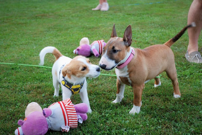 Welpenschule © Hundeschule gooddog 