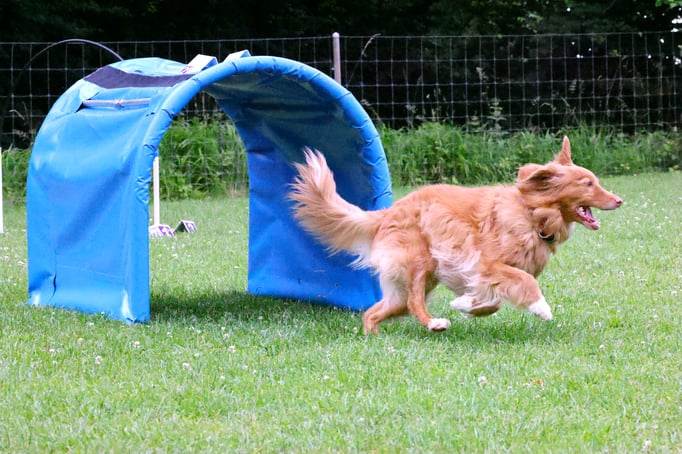 Hoopers/Hoop-Agi/Nadac © Hundeschule gooddog