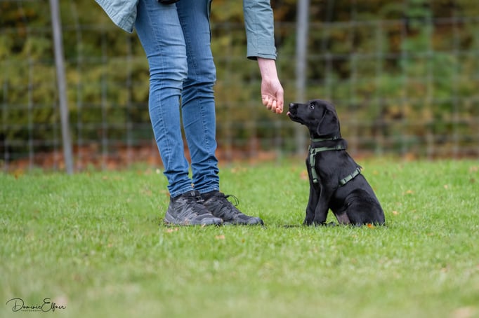 Welpenschule © Hundeschule gooddog 