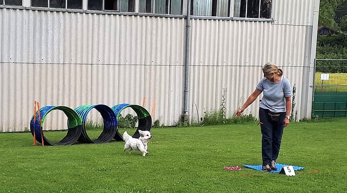 Hundeplausch/Plauschgruppe © Hundeschule gooddog