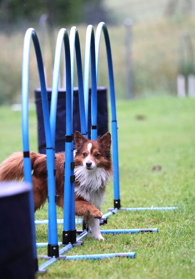 Hoopers/Hoop-Agi/Nadac © Hundeschule gooddog