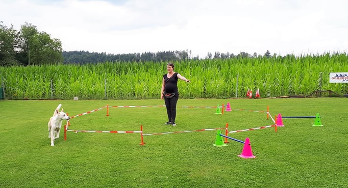 Longierkurs © Hundeschule gooddog