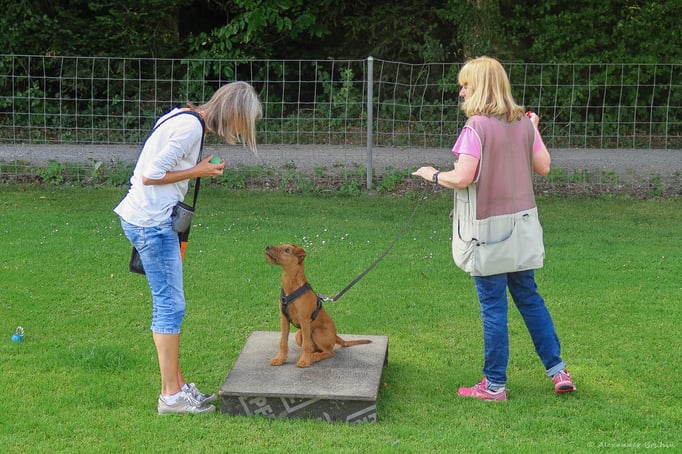 Junghundekurs © Hundeschule gooddog