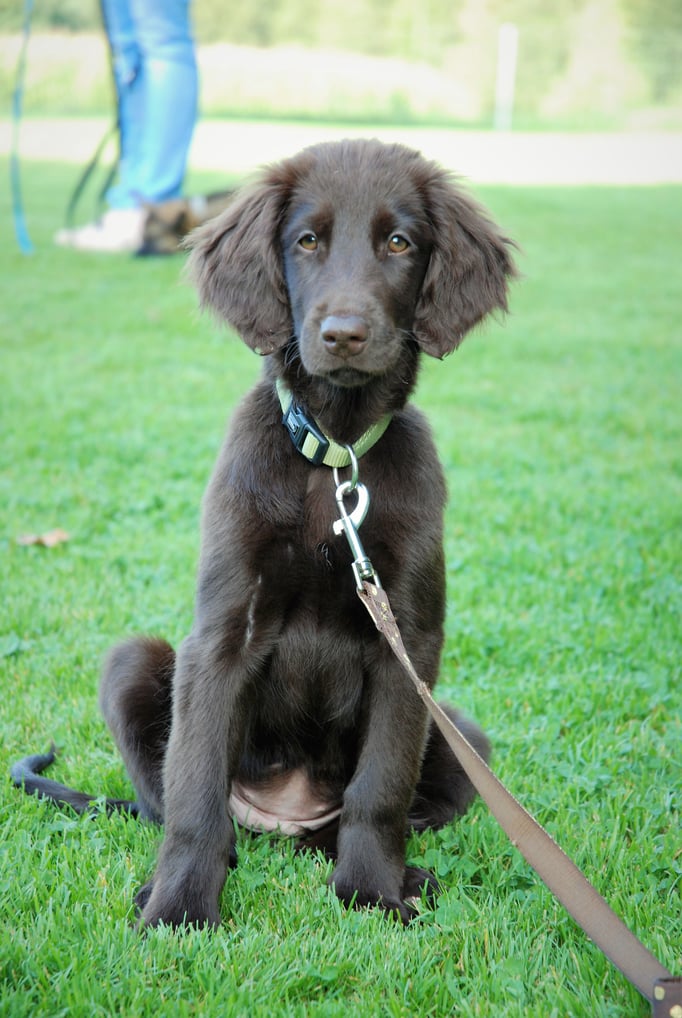 Welpenschule © Hundeschule gooddog