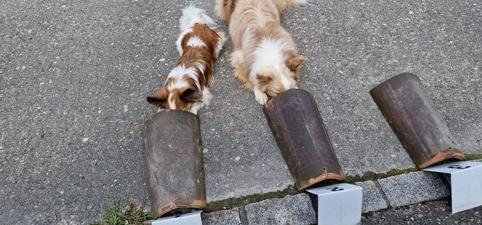 Objektsuche © Hundeschule gooddog