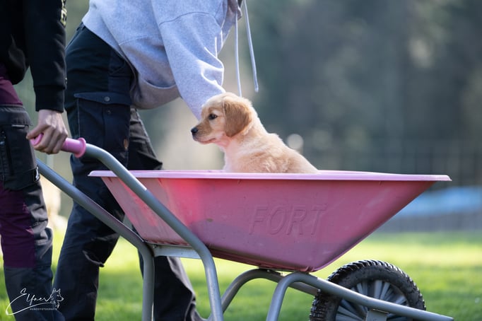 Welpenschule © Hundeschule gooddog 