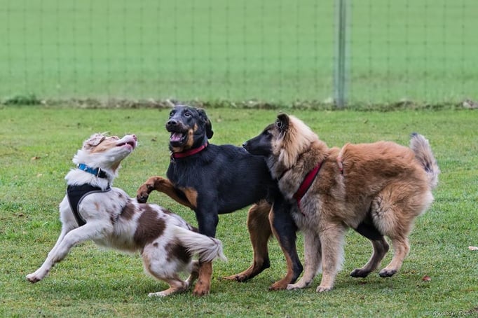 Junghundekurs © Hundeschule gooddog