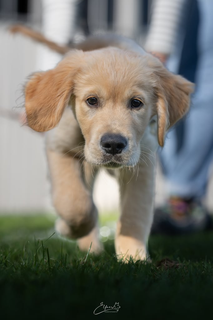 Welpenschule © Hundeschule gooddog 