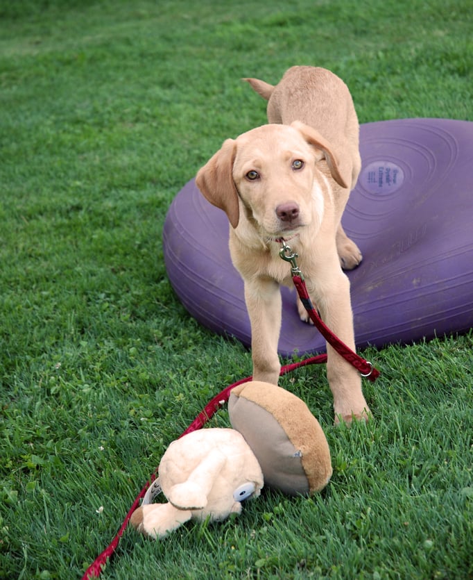 Labrador Welpenschule © Hundeschule gooddog