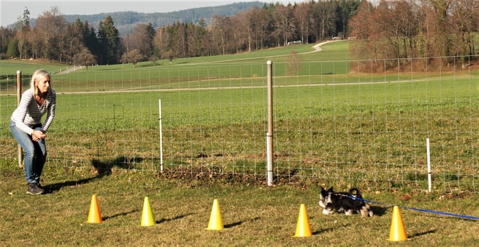 Zwergligruppe/Zwerghunde © Hundeschule gooddog