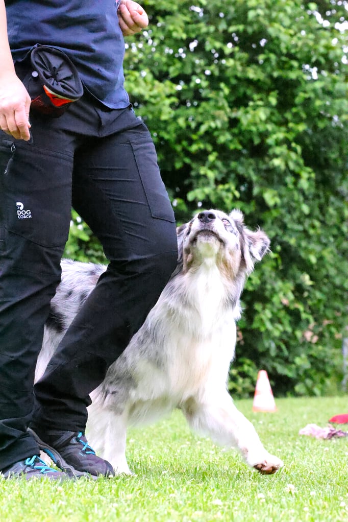 Begleithund/Obedience © Hundeschule gooddog
