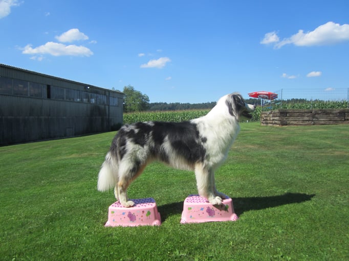 Clicker-Training © Hundeschule gooddog