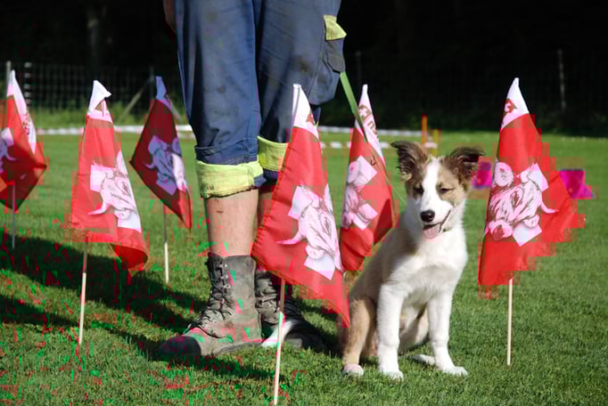 Border Collie in der Welpenschule © Hundeschule gooddog