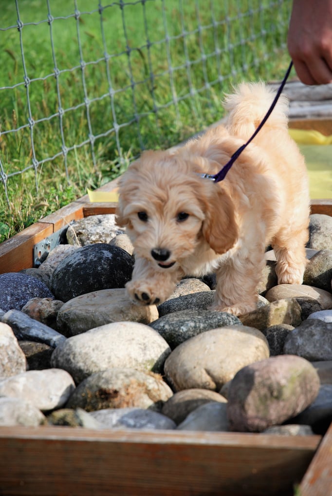 Zwergligruppe/Zwerghunde © Hundeschule gooddog