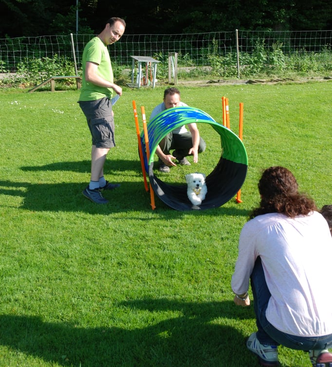 Malteser Welpenschule © Hundeschule gooddog