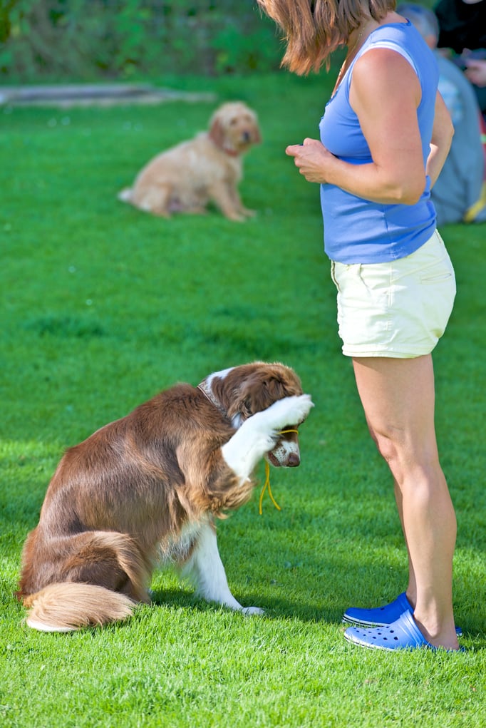 Clicker-Training © Hundeschule gooddog