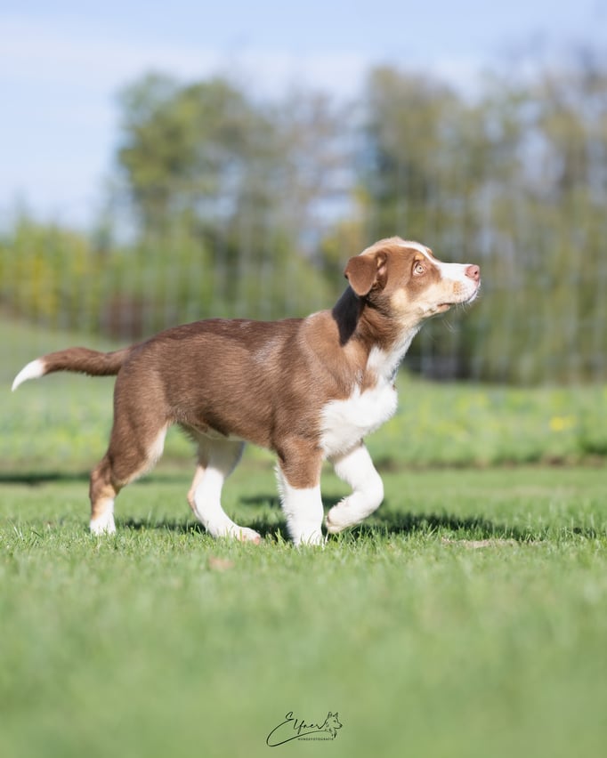 Welpenschule © Hundeschule gooddog 
