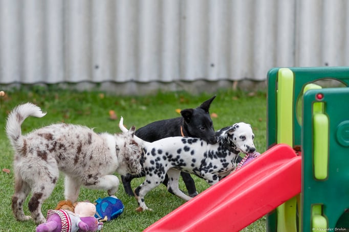 Welpenförderung © Hundeschule gooddog