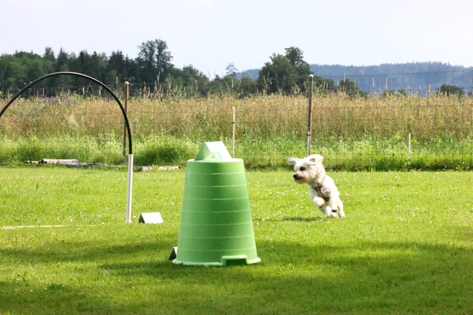 Zwergligruppe/Zwerghunde © Hundeschule gooddog