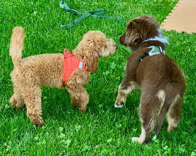 Welpenschule © Hundeschule gooddog 