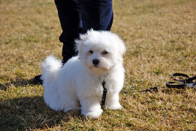 Zwergligruppe/Zwerghunde © Hundeschule gooddog