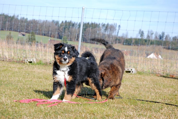 Welpenschule © Hundeschule gooddog 