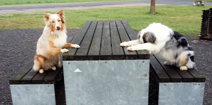 Clicker-Training © Hundeschule gooddog