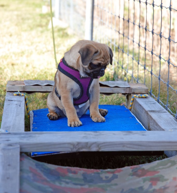 Zwergligruppe/Zwerghunde © Hundeschule gooddog