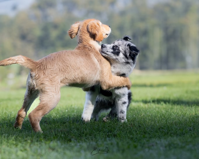 Welpenschule © Hundeschule gooddog 