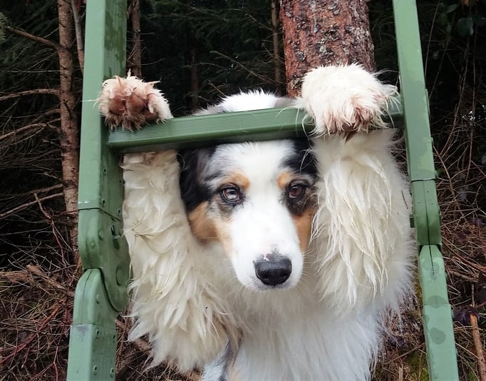 Clicker-Training © Hundeschule gooddog