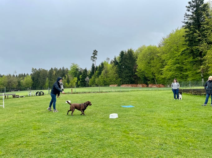 ZirkelSpass © Hundeschule gooddog