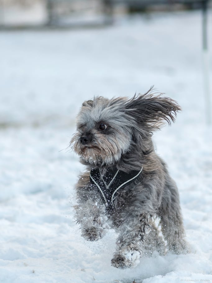 Zwergligruppe/Zwerghunde © Hundeschule gooddog