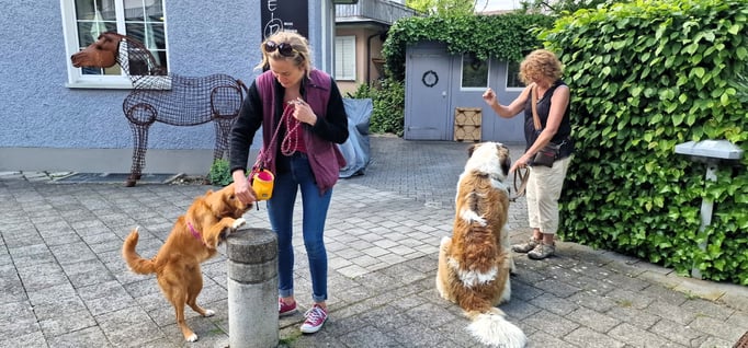 Junghundekurs © Hundeschule gooddog