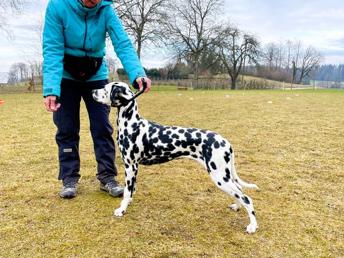 Ringtraining © Hundeschule gooddog