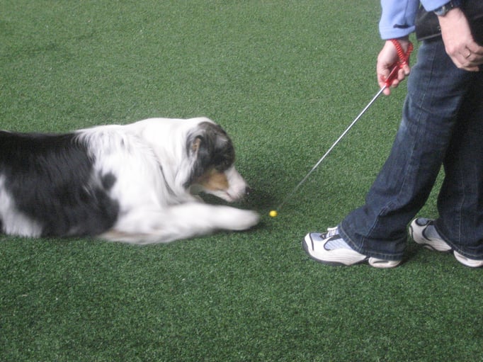 Clicker-Training © Hundeschule gooddog
