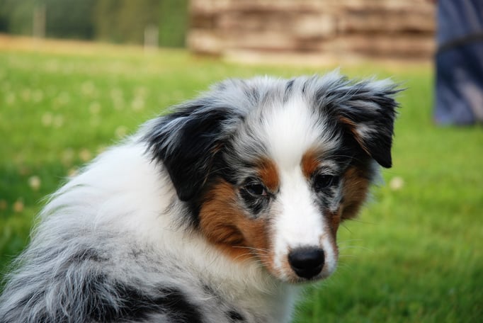 Welpenschule © Hundeschule gooddog 