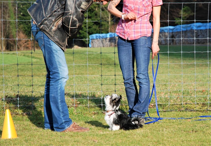 Zwergligruppe/Zwerghunde © Hundeschule gooddog