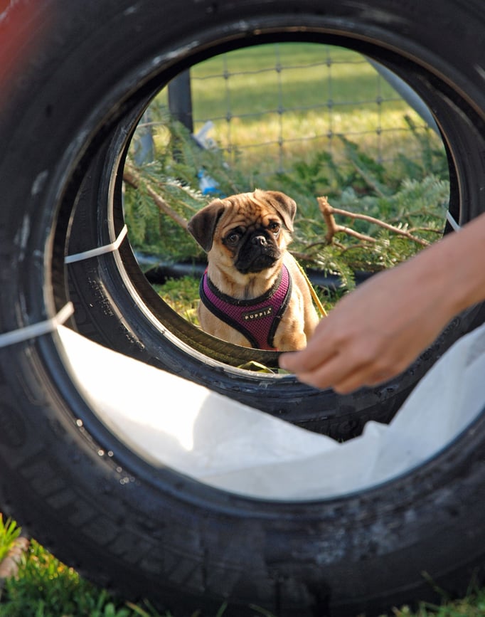 Zwergligruppe/Zwerghunde © Hundeschule gooddog