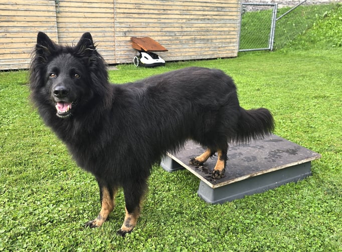 SpassSport © Hundeschule gooddog