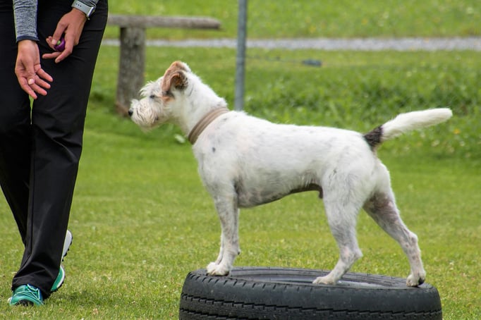 SpassSport © Hundeschule gooddog