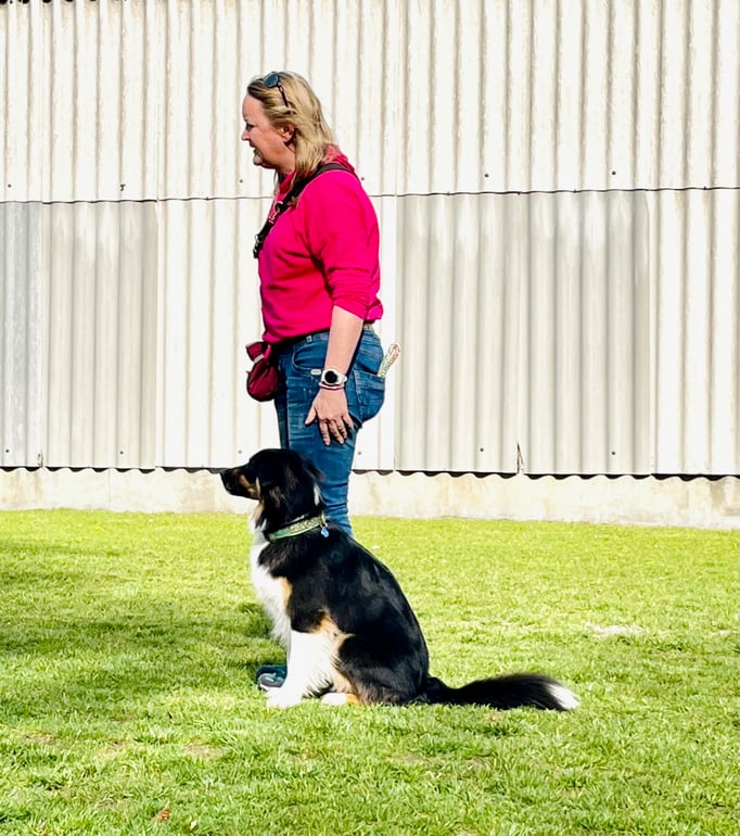 Begleithund/Obedience © Hundeschule gooddog