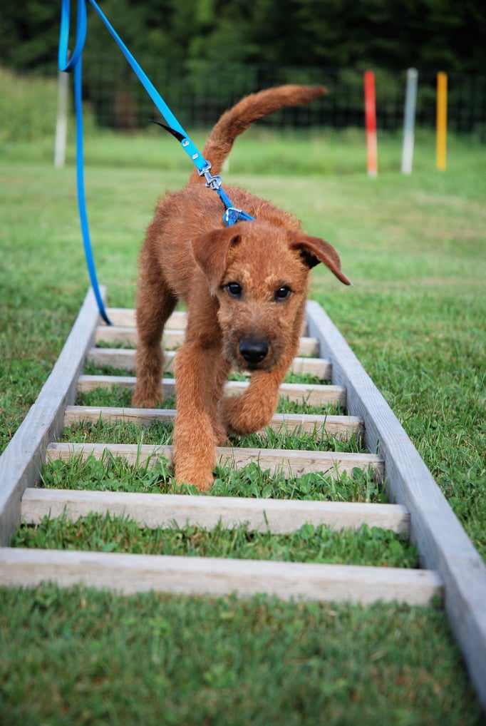 Welpenschule © Hundeschule gooddog 
