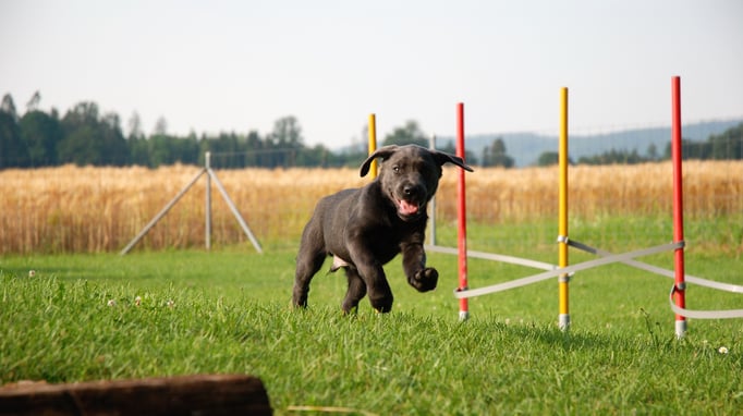 Welpenschule © Hundeschule gooddog 