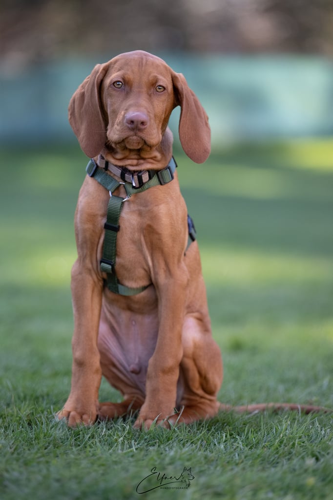 Welpenschule © Hundeschule gooddog 