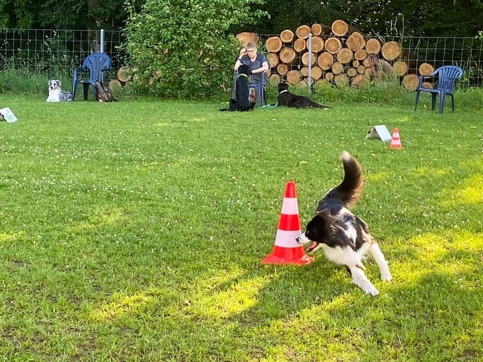 Begleithund/Obedience © Hundeschule gooddog