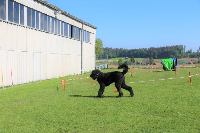 Longierkurs © Hundeschule gooddog