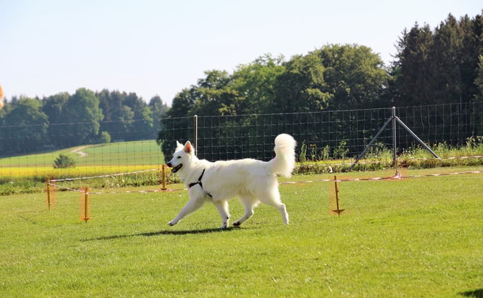 Longierkurs © Hundeschule gooddog