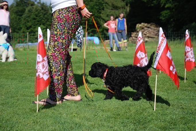 Welpenschule © Hundeschule gooddog 