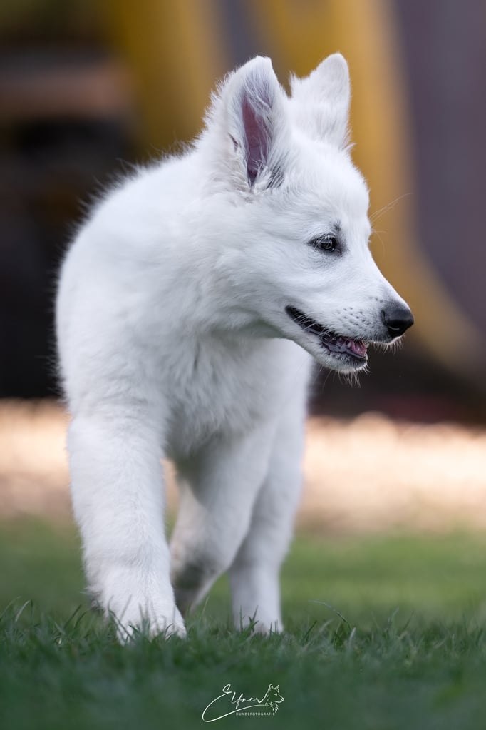 Welpenschule © Hundeschule gooddog 